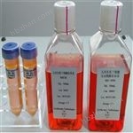 BH-X6321甄選胎牛血清（澳洲血源）